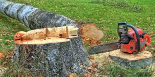 Reliable Redan, GA Tree Care Solutions