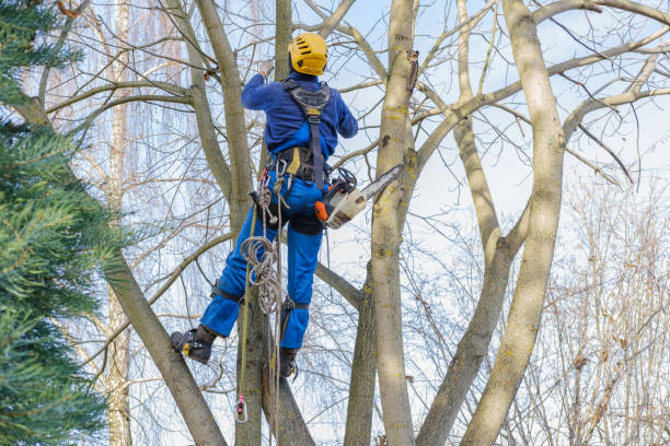 How Our Tree Care Process Works  in  Redan, GA