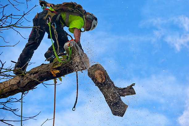 Mulching Services in Redan, GA